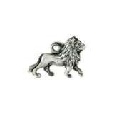 Lion #19